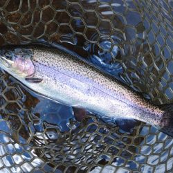 真夏の平谷は難しい ～平谷湖フィッシングスポット～